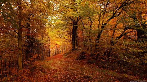 4k Autumn Wallpapers Top Free 4k Autumn Backgrounds Wallpaperaccess