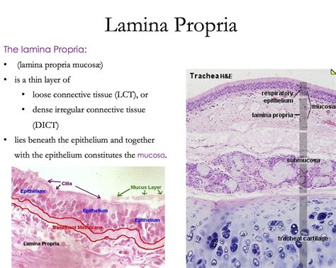 Lamina Propria Histology Loose Connective Tissue Histology Slides