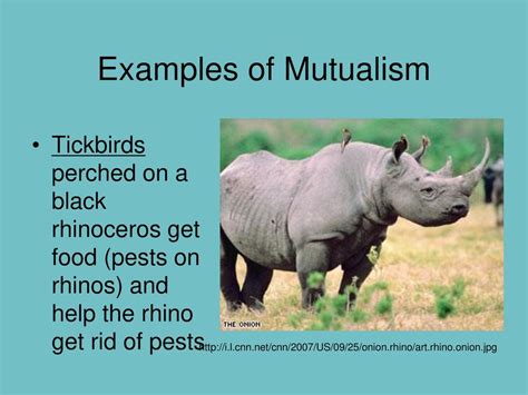 Mutualism Examples Of Animals