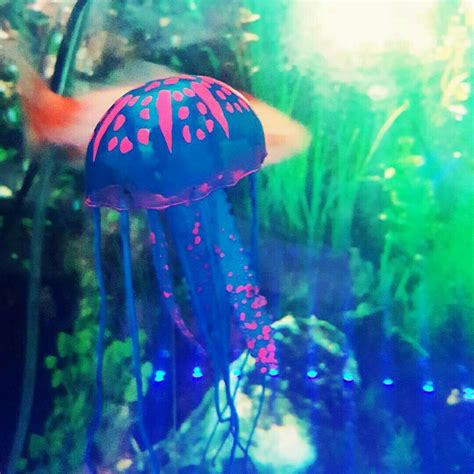 Colorful Jellyfish Colorful Jellyfish Fish Pet Color