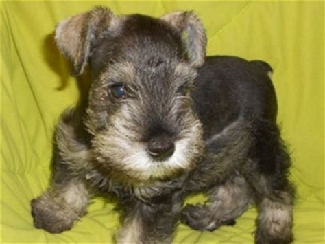 We are experienced, high quality miniature schnauzer breeders offering healthy mini schnauzer puppies across the country. View Ad: Schnauzer (Miniature) Puppy for Sale, North Carolina, HICKORY