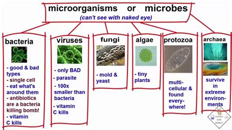 Major Groups Of Microorganisms Types Comparison Chart Significance