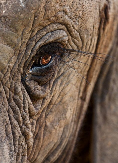 Pin By Mikael Lith On Animals Elephant Eye Elephant Art Elephant