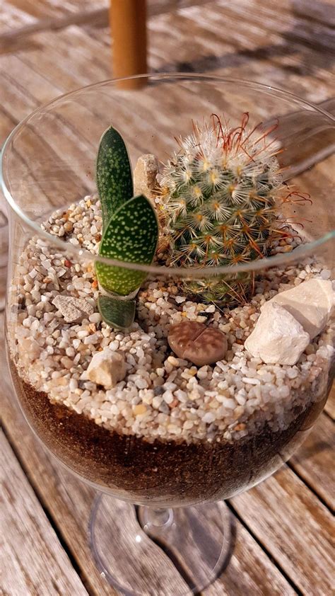 I was looking up how to care for both cacti and found your blog post when i typed strawflower cactus. Lovely Dream. Lovely cactus composition. Easy to take care.