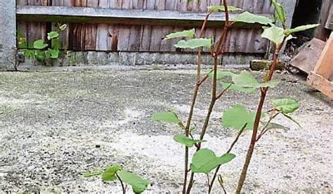 Campaign To Wipe Out Japanese Knotweed In Co Tipperary Tipperary Live