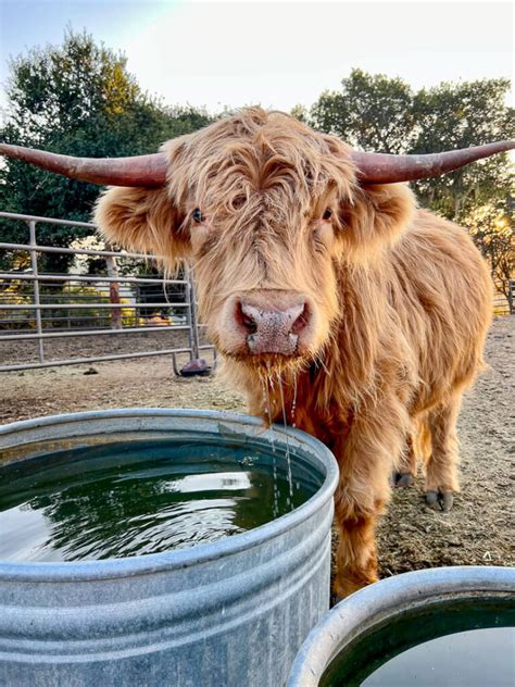Scottish Highland Cows Adorable Fluffy Long Haired Cow Facts