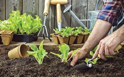 CUIDADO DEL MEDIO AMBIENTE Cultiva Tus Propios Alimentos