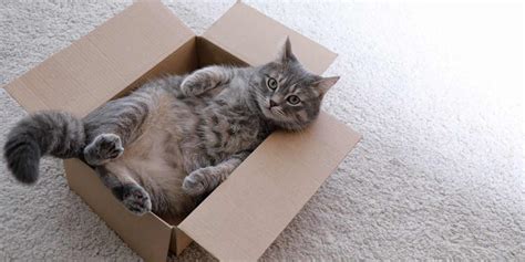 Why Do Cats Like Boxes 8 Reasons
