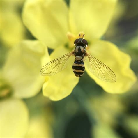 Our shop is open from 8:30 a.m. Hover flies are important pollinators | Bee, Animals, Insects