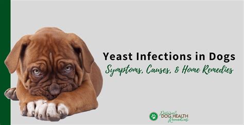 Dog Yeast Infections Causes Symptoms And Home Remedies
