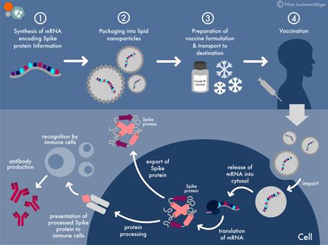 Mrna Covid 19 Vaccines Facts Vs Fiction Max Planck Phdnet