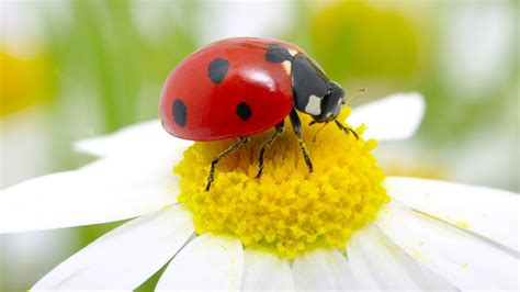 Ladybug Definition And Meaning With Pictures Picture Dictionary And Books