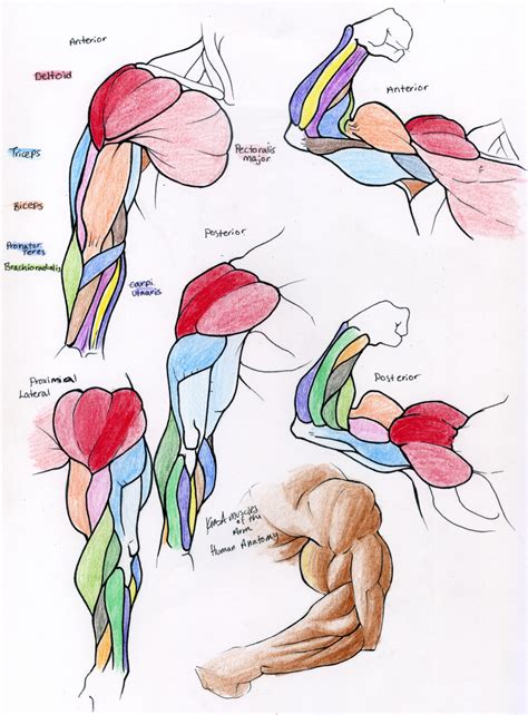 Muscle Reference ARM By 10kk On DeviantART Anatomy Reference