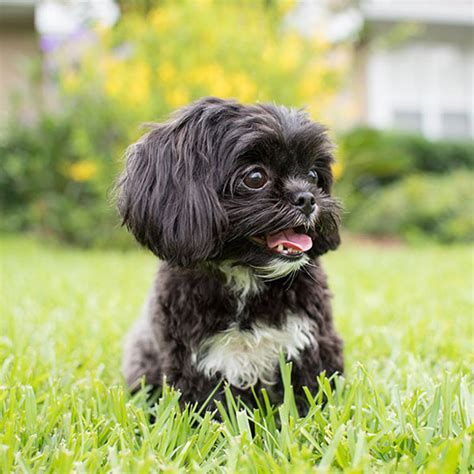 1 Shih Tzu Puppies For Sale In Texas