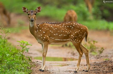 Go23 Telangana State Four Icons Spotted Deer Indian Roller Jammi