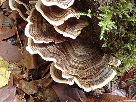 trametes versicolor turkey tails 10 000 things of the pacific northwest
