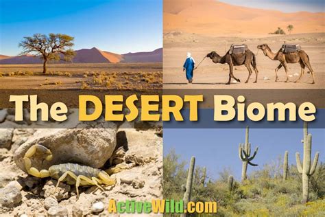 Desert Ecosystems For Kids