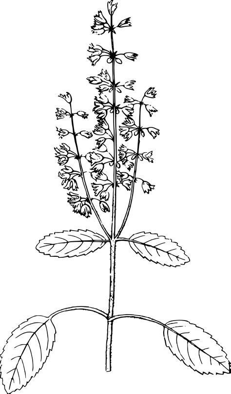 Tulsi Plant Colouring Pages Sketch Coloring Page