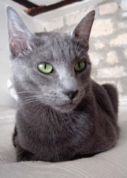 Maltese Cat Cats Wiki Fandom Powered By Wikia