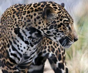 Diferencia Entre Jaguar Y Leopardo