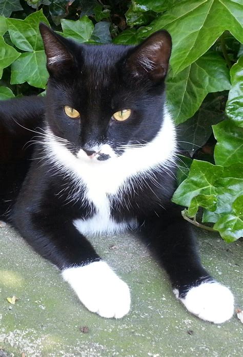 Mr Black And White Beauty Tuxedo Cat Cat Cuddle Cats Cats And Kittens