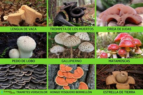 Reino Fungi Qu Es Caracter Sticas Clasificaci N Y Ejemplos 84680 The