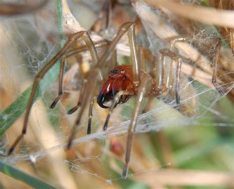 Welche spinnen befinden sich häufig im haus? Spinnen im Haus | Insektenstop