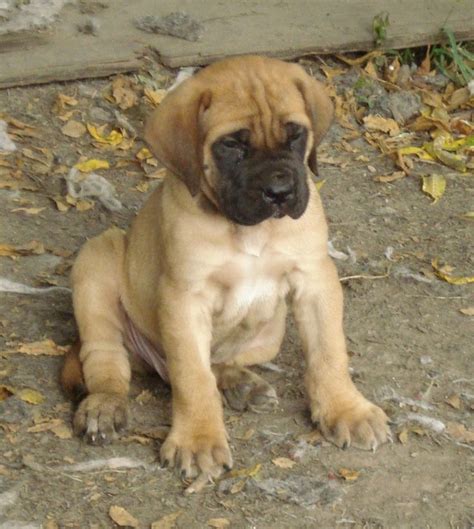 Buyer has the option to have the 4. Boxer Mastiff Mix Puppies Images | Animals | Pinterest ...