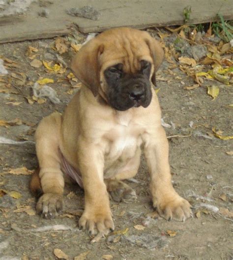 Boxer Mastiff Mix Puppies Images | Animals | Pinterest ...