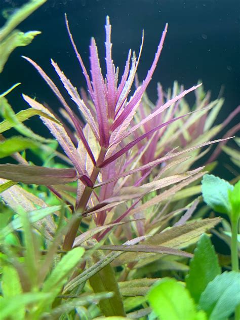 Plant Profile Limnophila Hippuridoides Aquaticmotiv