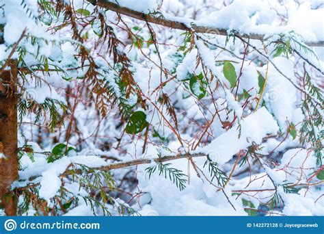 Background Of Green Leaves Showing In Snowfall After A Snowstorm In