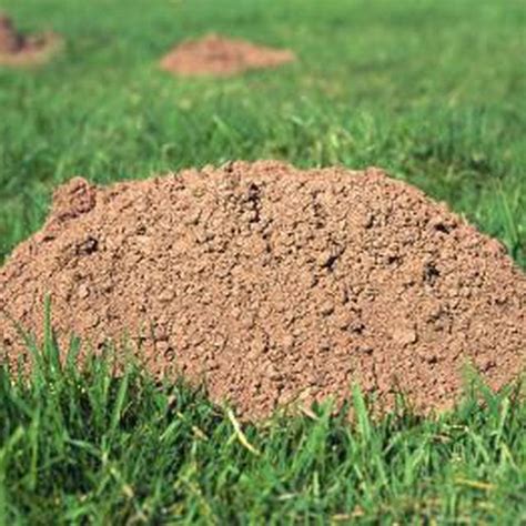 This could explain why pest infestation is high in monoculture compare to small scale fields in i have observed small areas being removed and a pest problem solved. Pin on Warts On Nose