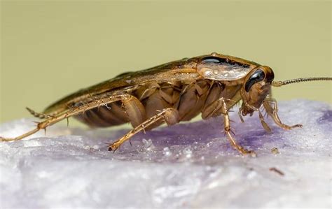 What It Takes To Get Rid Of German Cockroaches In Your Savannah Home