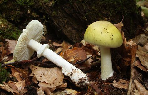 One Of The Worlds Deadliest Mushrooms Grows In Texas