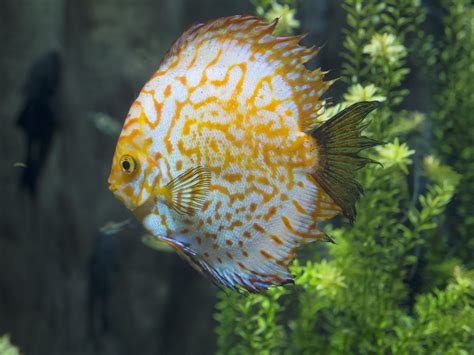 Learn About Symphysodon Discus Pompadour Fish