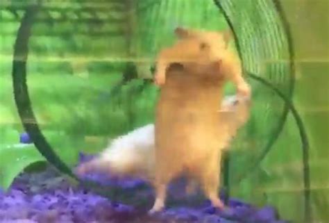 Epic Fail For This Hamster On The Running Wheel Video Ebaums World