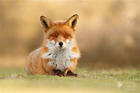 Photos No Other Animal Does Zen Quite Like The Fox Film And Photo
