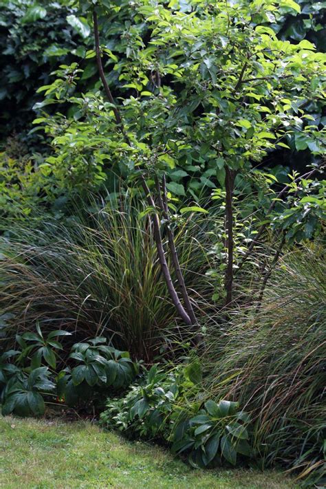 Top 10 Best Trees For Small Gardens Living Colour Gardens Courtyard