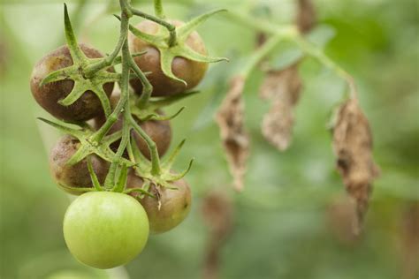 Common Tomato Plant Diseases