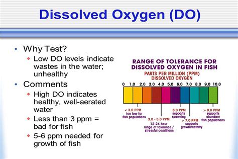 Swimming Balance Oxygen And Food Consumption In Fish