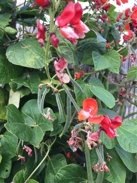 2 Live Scarlet Runner Bean Plants Phaseolus Coccineus 紅花菜豆 Etsy