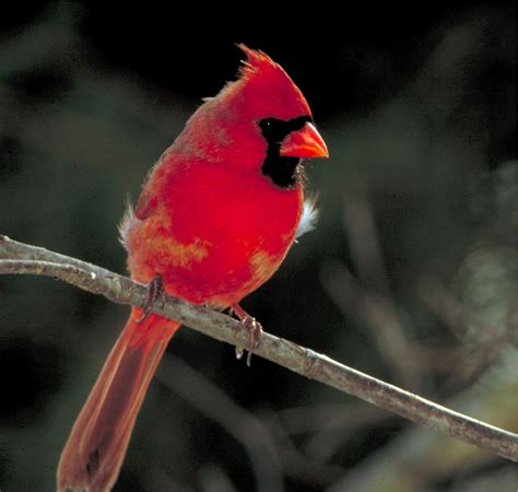 Free Images Nature Branch Male Wildlife Red Beak Perch Fauna