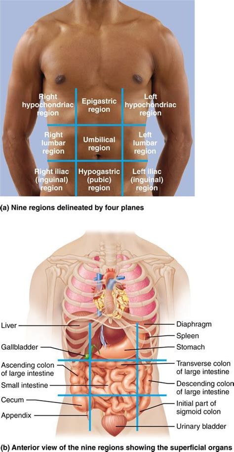 Anatomy 9 Regions Abdomen Map Of Body