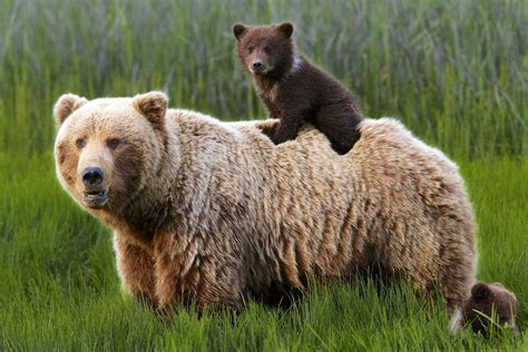 From Mild To Wild How To See Alaskas National Parks Bear Animals