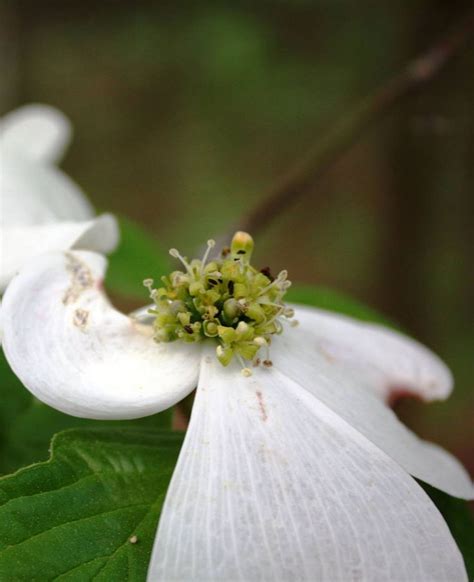 2015 Dogwoods In Bloom At Tyler State Park In East Texas Spring