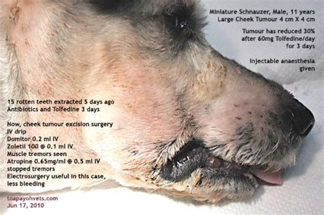 A clean cat is a happy cat, and we're here to help! 20100619Dental_scaling_health_care_problems in Singapore ...