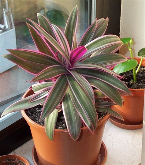 Baby in the cradle plant. PlantWerkz: Moses-in-the-Cradle - Tradescantia Spathacea