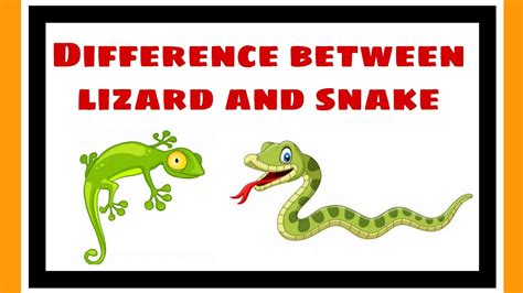 Difference Between Lizard And Snake Youtube
