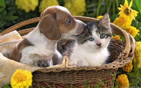 Download Cats And Dogs Desktop Wallpaper Hd Wide By Eholt Cat And
