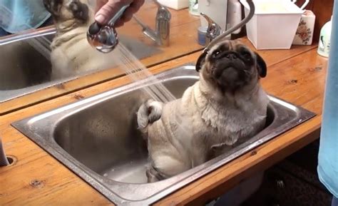 Video This Silly Pug Compilation Is Amazing I M Still Replaying The
